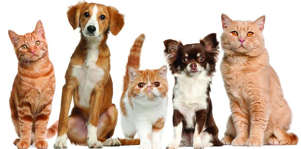 Доска объявлений о животных | ЗооТом - продажа, вязка и услуги для животных в Мелеузе
