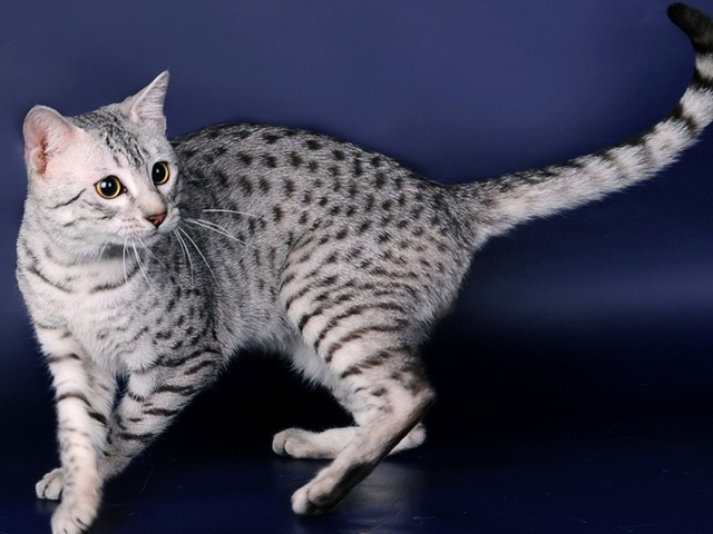 Породы кошек в Мелеузе | ЗооТом портал о животных