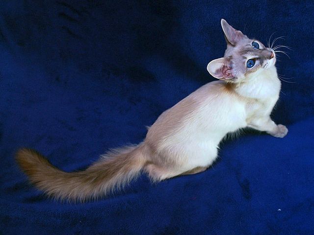 Выведенные породы кошек в Мелеузе | ЗооТом портал о животных