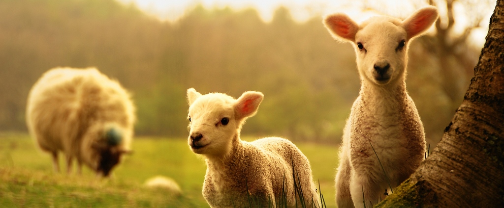 Объявления о сельскохозяйственных животных | ЗооТом - продажа, вязка и услуги для животных в Мелеузе