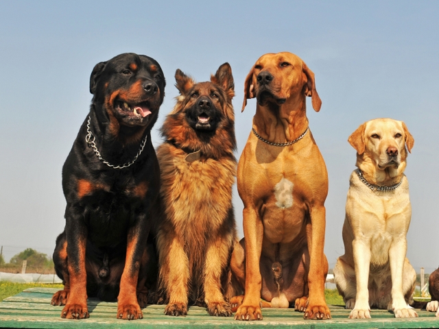 Крупные породы собак в Мелеузе | ЗооТом портал о животных